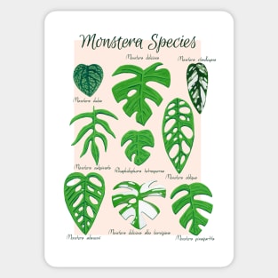 Monstera Species in Gouache- Coral Sticker